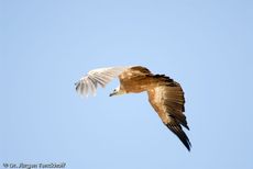 Mönchsgeier (7 von 9).jpg